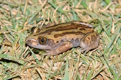 Kassina senegalensis