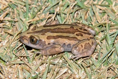 Kassina senegalensis