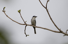 Pericrocotus divaricatus