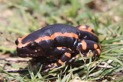 Phrynomantis bifasciatus