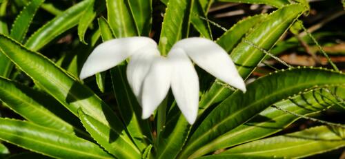 Sclerotheca raiateensis observed 2021-08-05