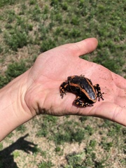 Phrynomantis bifasciatus
