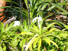 Sclerotheca raiateensis