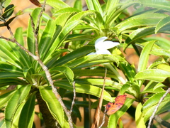Sclerotheca raiateensis