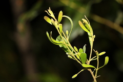 Persoonia sericea