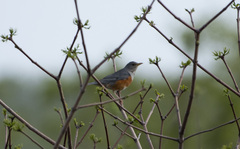 Turdus hortulorum