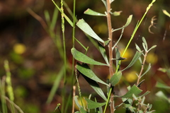 Persoonia sericea