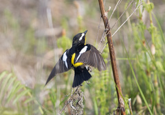 Ficedula zanthopygia