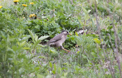 Spodiopsar cineraceus