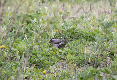 Spodiopsar cineraceus