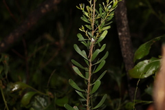 Persoonia sericea
