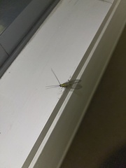 Italochrysa insignis