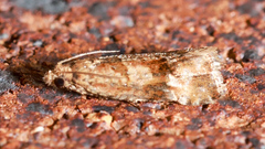 Crocidosema plebejana