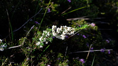 Cryptandra intermedia