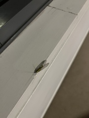 Italochrysa insignis