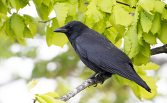 Corvus corone orientalis