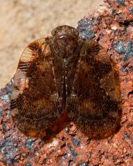 Aprivesa exuta