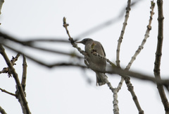 Spodiopsar cineraceus