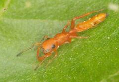 Myrmarachne ichneumon