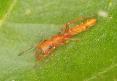 Myrmarachne ichneumon