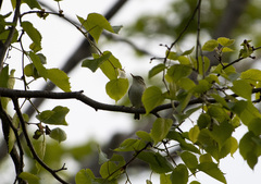 Phylloscopus coronatus