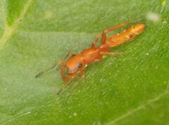 Myrmarachne ichneumon