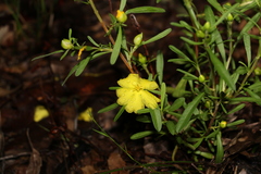 Hibbertia linearis