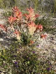 Anigozanthos humilis