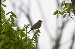 Turdus hortulorum