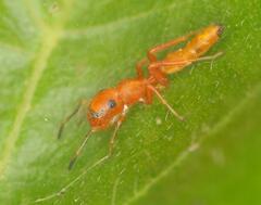 Myrmarachne ichneumon