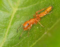 Myrmarachne ichneumon