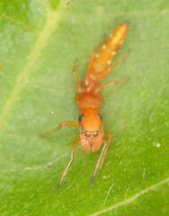 Myrmarachne ichneumon