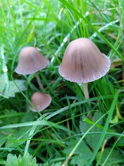 Psathyrella pseudocorrugis