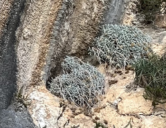 Helichrysum crassifolium