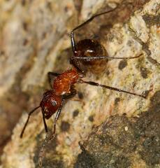 Myrmicaria