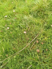 Psathyrella pseudocorrugis