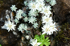 Leontopodium microphyllum
