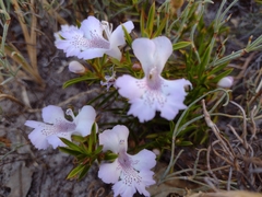 Hemiandra pungens