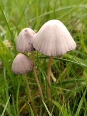 Coprinopsis marcescibilis