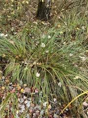 Carex stricta