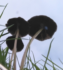 Coprinopsis marcescibilis