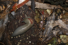 Triboniophorus graeffei