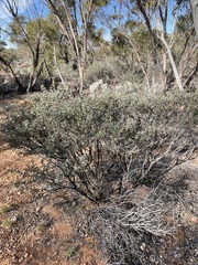 Acacia merrallii