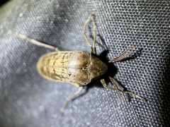 Trigonodera