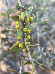 Acacia merrallii