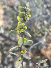 Acacia merrallii