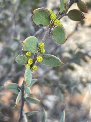 Acacia merrallii