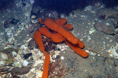 Botrylloides perspicuus