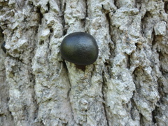 Daldinia concentrica