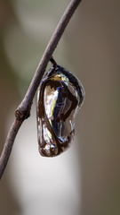 Euploea core corinna